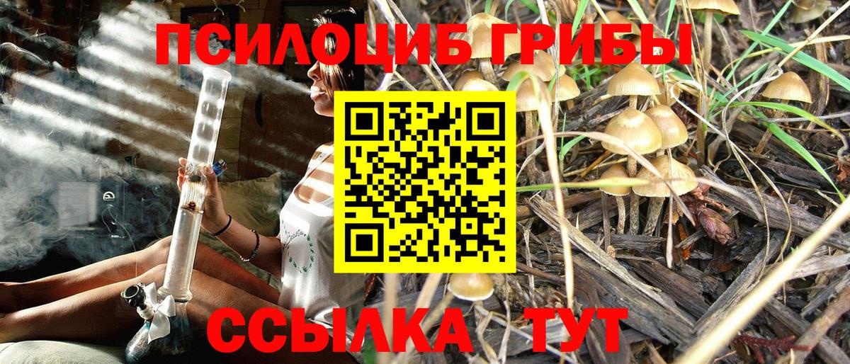 Псилоцибиновые грибы Psilocybe Малоярославец